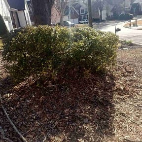 Bush Trimming by Verde Lawn and Property Management reviewed on August 15, 2025