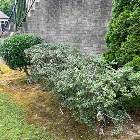 Bush Trimming by Rodney and Son Lawn Service reviewed on July 6, 2026