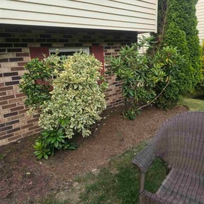Bush Trimming by Magik Compass LLC reviewed on August 21, 2025