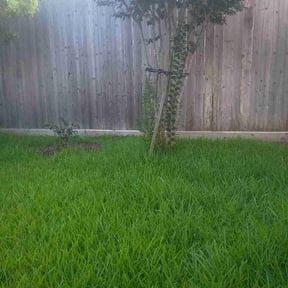 Bush Trimming by Texas Green Lawn and Garden reviewed on August 1, 2026