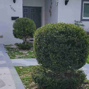 Bush Trimming by Apex Maintenance Services LLC reviewed on August 20, 2025