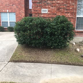 Bush Trimming by Nichols Lawn & Landscaping reviewed on August 15, 2025