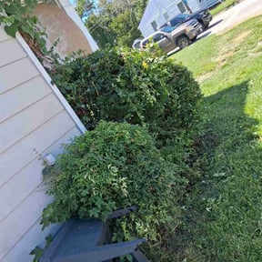 Bush Trimming by H&amp;H Landscapers reviewed on August 20, 2026