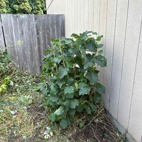 Bush Trimming by Gary Wright landscaping reviewed on October 20, 2025