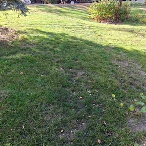 Bush Trimming by Lonestar Lawn Care reviewed on December 23, 2025