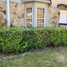 Bush Trimming by Perfect Lawncare reviewed on October 20, 2025