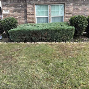 Bush Trimming by Lawn Sharks reviewed on April 24, 2026