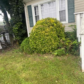 Bush Trimming by McNeil&#039;s lawn care &amp; maintenance reviewed on October 24, 2025
