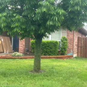 Bush Trimming by Eagles Outdoor Services reviewed on August 16, 2025