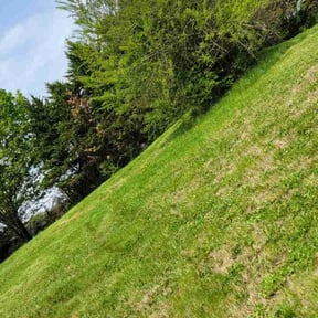 Bush Trimming by Mojica Lawn Care reviewed on August 20, 2025