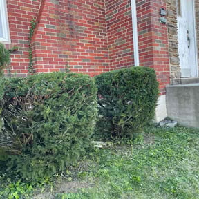 Bush Trimming by Ines lawnscaping reviewed on August 19, 2025