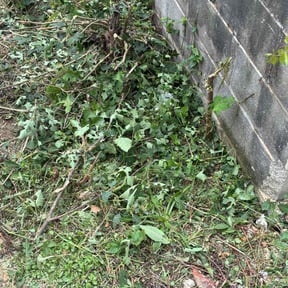 Bush Trimming by Texas Green Lawn and Garden reviewed on October 19, 2025