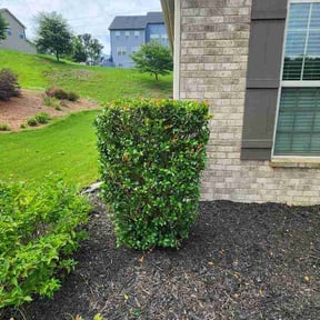 Bush Trimming by Vega Outdoor Design reviewed on June 26, 2026
