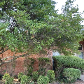 Bush Trimming by McLean land works reviewed on August 17, 2025