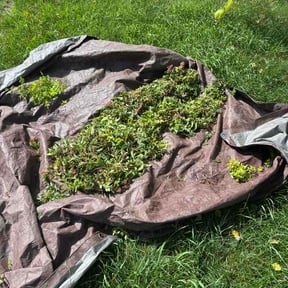 Bush Trimming by Luisito Landscape reviewed on July 3, 2026