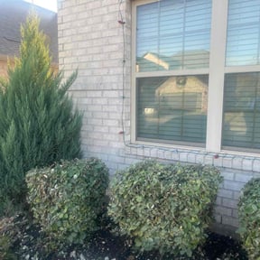 Bush Trimming by Alexito Landscaping reviewed on November 18, 2025