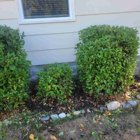 Bush Trimming by Escalade lawn care reviewed on August 19, 2025