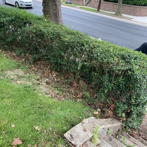 Bush Trimming by Scrapcuts LawnCare reviewed on August 19, 2025