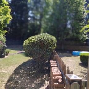 Bush Trimming by Williamson's Lawn Care and Service reviewed on August 15, 2025