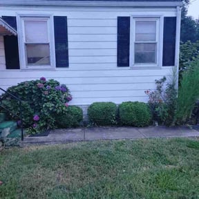 Bush Trimming by Black-out lawn reviewed on July 23, 2026
