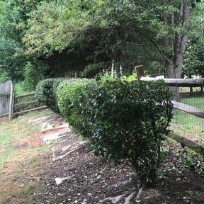 Bush Trimming by Joseph Fullner reviewed on May 3, 2024