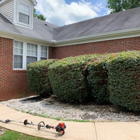 Bush Trimming by Busy Bee Co WI reviewed on May 16, 2025