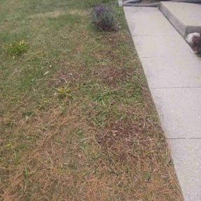 Flower Bed Weeding by Steady Operation Enterprises LLC reviewed on October 24, 2025