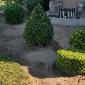 Bush Trimming by American  lawn care reviewed on August 17, 2025