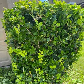 Bush Trimming by Custom lawns &amp; more reviewed on August 19, 2026