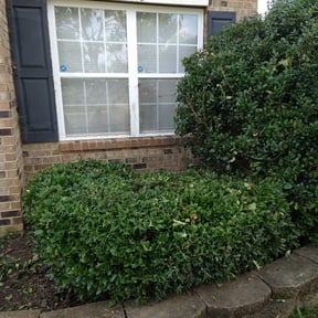 Bush Trimming by PICKNEY FULL SERVICE reviewed on August 21, 2025