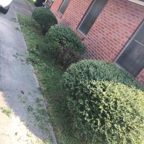 Bush Trimming by W&O COMPANY LANDSCAPING SNOW REMOVAL reviewed on August 19, 2025