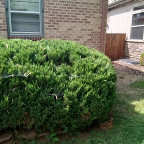 Bush Trimming by Anthonys Home & Outdoor Services llc reviewed on August 14, 2025