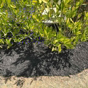Mulching by Trinity Mobile Service LLC reviewed on August 19, 2025