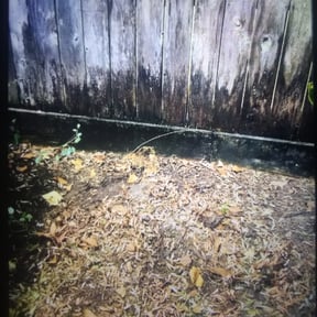 Bush Trimming by CyntMara Home and Lawns reviewed on August 21, 2025