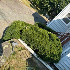 Bush Trimming by P and c landscaping reviewed on November 23, 2025