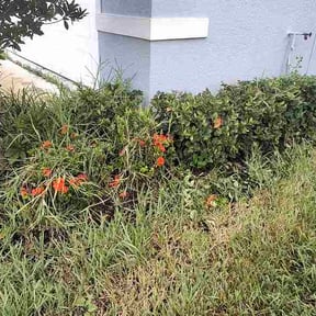 Bush Trimming by 3D Lawn Co reviewed on August 30, 2026