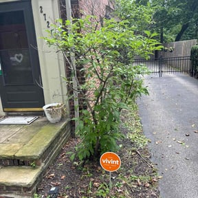 Bush Trimming by Cut Brothers LLC reviewed on October 19, 2025