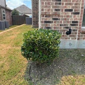 Bush Trimming by Natural vibe  maintenance service reviewed on February 18, 2026