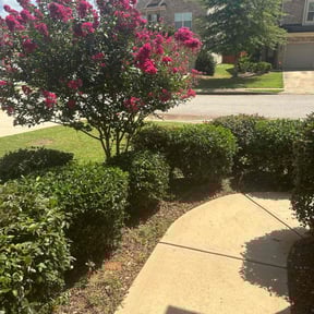 Bush Trimming by KRP Landscape reviewed on October 20, 2025