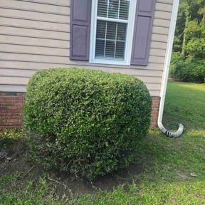Bush Trimming by Handyman Mike reviewed on July 23, 2026