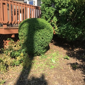 Bush Trimming by Eugene Around The Yard Services reviewed on August 20, 2025