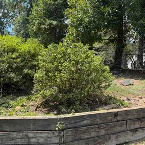 Bush Trimming by hectors_handyman_services reviewed on August 27, 2026