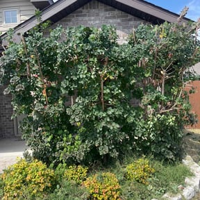 Bush Trimming by A Closer Look Residential Inspections LLC reviewed on April 28, 2024