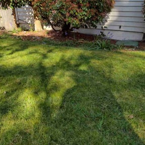 grass maintenance by Sifu Lawn and Services reviewed on May 3, 2024