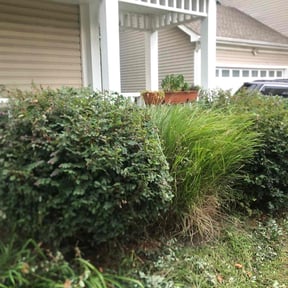 Bush Trimming by Bubbas yard care reviewed on October 5, 2023