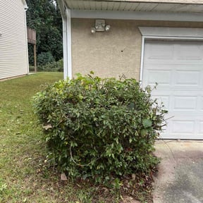 Bush Trimming by EC &amp; Sons Home Improvement reviewed on November 24, 2025