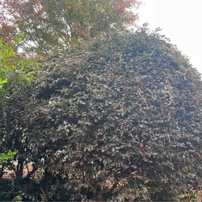 Bush Trimming by MJ lawn care reviewed on November 24, 2025