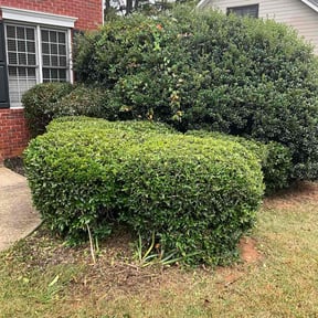 Bush Trimming by Start2Finish reviewed on October 19, 2025