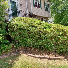 Bush Trimming by C & M Lawn Service reviewed on August 13, 2025