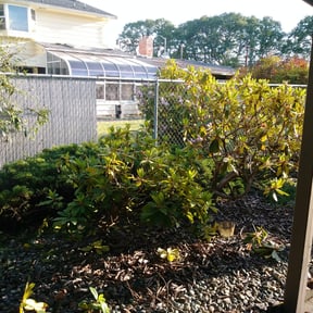 Bush Trimming by CUT & GO LANDSCAPING LLC reviewed on August 15, 2025